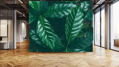 Fresh coffee bean green leaf bush berry plant arabica garden. Agriculture Green coffee tree growing berry bean plant. Coffee tree farm growth in eco organic garden. fresh nature farm Wall mural