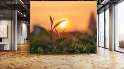 Green tea tree leaves camellia sinensis in organic farm sunlight. Fresh young tender bud herbal farm on summer morning. Sunlight Green tea tree plant. Close up Tree tea plant green nature in morning Wall mural