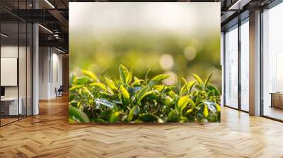 Green tea tree leaves field young tender bud herbal Green tea tree in camellia sinensis organic farm. Close up Fresh Tree tea plantations mountain green nature in herbal farm plant background morning Wall mural