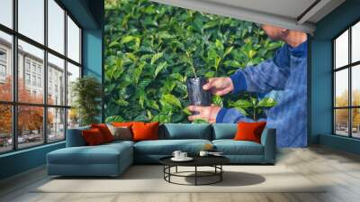 Smart farmer checking plant in eco green farm sustainable quality control. Close up Hand check quality control plant tree. Farmer cultivated planting in eco Farmland biotechnology. Green agriculture Wall mural