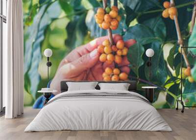 Vertical Man Hands harvest coffee bean ripe yellow berries plant fresh seed coffee tree green eco organic farm. Vertical Horizon Close up hands picking yellow ripe coffee seed robusta arabica berry Wall mural