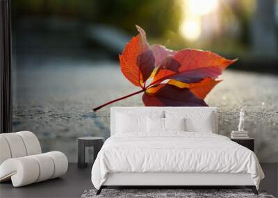 Beautiful autumn leaf on road Wall mural