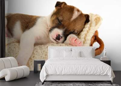 Beautiful little puppy sleeping in basket isolated on white Wall mural