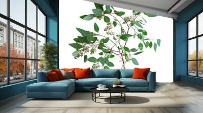 Branch of eucalyptus populus on white background Wall mural