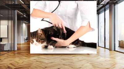 cat with doctor isolated on white Wall mural