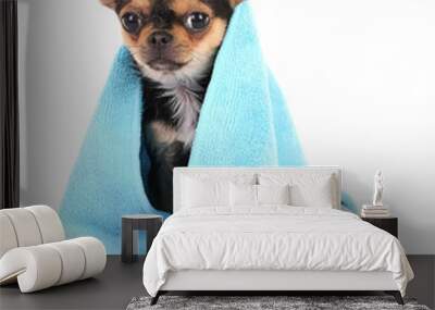 Chihuahua puppy after bath isolated on white Wall mural