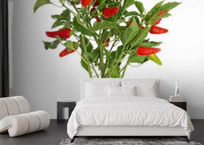 Chili pepper bush with root, isolated on white Wall mural