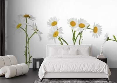 collage of beautiful chamomile flowers on white background Wall mural