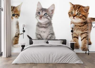 Collage of cute kittens on white background Wall mural