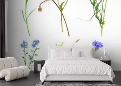 Collection of beautiful meadow flowers, isolated on white Wall mural