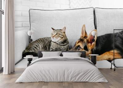 Cute cat and funny dog on couch Wall mural