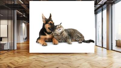 Cute dog and cat, isolated on white Wall mural