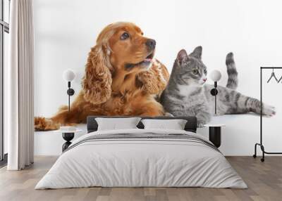 Cute dog and cat together on white background Wall mural