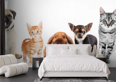 Cute friendly pets on white background Wall mural