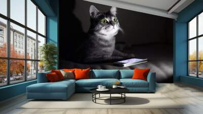 Cute funny cat with mobile phone on sofa at home Wall mural