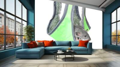 Cute funny rat in hammock on white background Wall mural