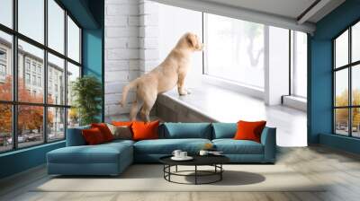 Cute Labrador puppy looking outside Wall mural