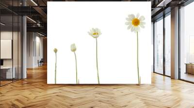 Different growth stages of white daisy on white background Wall mural