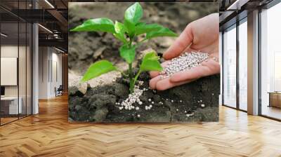 female hand with fertilizer for plant over soil background Wall mural