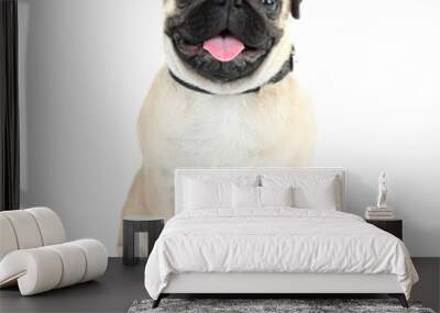 Funny, cute and playful pug dog isolated on white Wall mural