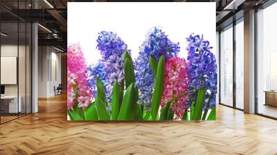 Hyacinth isolated on white Wall mural