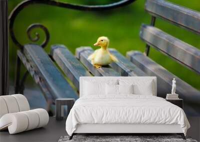 Little cute duckling on bench in the park Wall mural