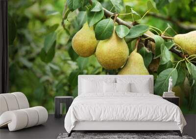 Pears on tree in fruit garden Wall mural