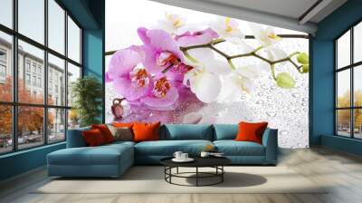 pink and white beautiful orchids with drops Wall mural