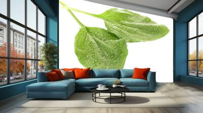 plantain leaves with drops  isolated on a white Wall mural