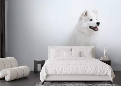 Pretty Samoyed dog on white wall background Wall mural