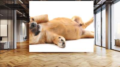 Puppy isolated on white Wall mural