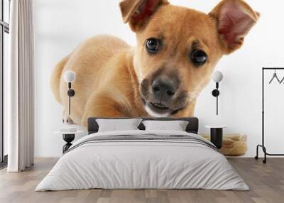 Puppy with toy bone isolated on white Wall mural