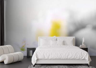 Sea salt, flowers and spa treatment on color wooden table, on light background Wall mural