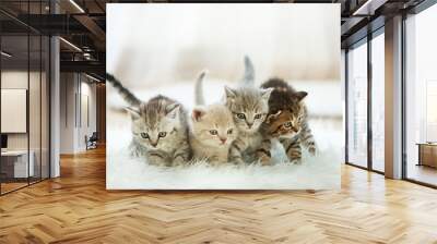 Small cute kittens on carpet Wall mural