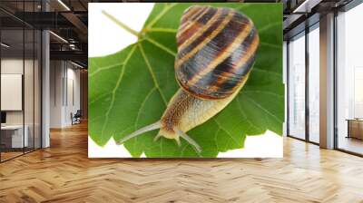 Snail on leaf isolated on white Wall mural