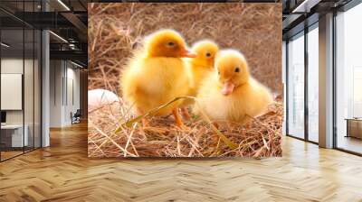 Three duckling guarding eggs Wall mural