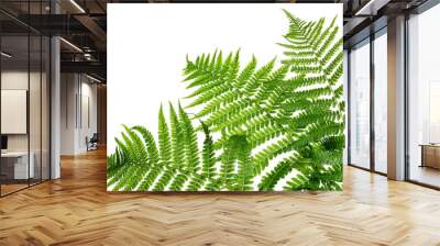 Three green leaves of fern isolated on white Wall mural