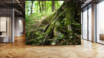 Tree roots in wild forest Wall mural