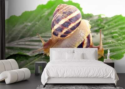 Two snails on leaf over white background Wall mural