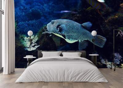 Underwater world - exotic fish in an aquarium Wall mural