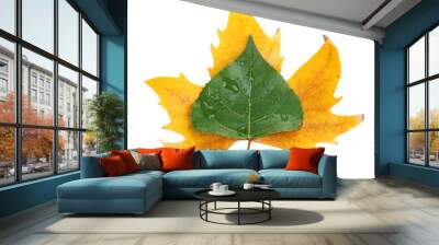 Young green and dry autumn leaf isolated on white Wall mural