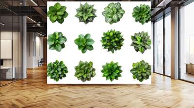 Collection of different houseplants, top view, for design or decoration, isolated on a transparent background. (PNG, cutout, or clipping path.) Wall mural