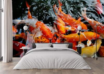 various color koi fish swimming in pool Wall mural