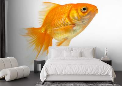 Gold fish on white background. Wall mural