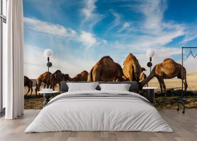 Landscape with group of camels in Al-Sarar desert, SAUDI ARABIA. Wall mural