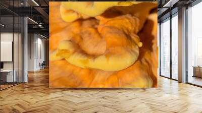 orange  fungus on tree - laetiporus sulphureus, sulphur shelf Wall mural