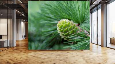 spring larch cones on twig Wall mural