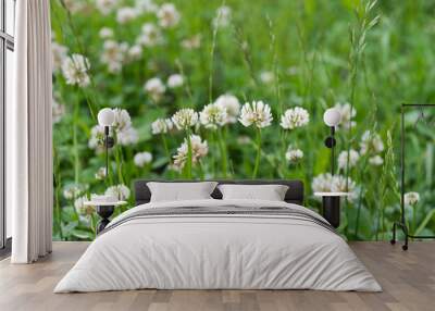 Trifolium repens,  white clover flowers in meadow Wall mural