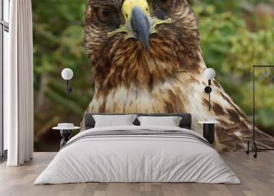 Galapagos Hawk, Buteo galapagoensis Wall mural