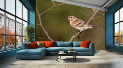 Keep, Brambling, Fringilla montifringilla Wall mural